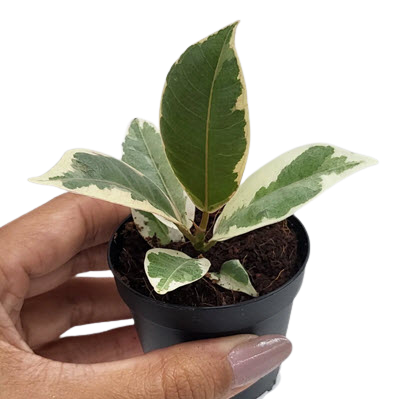 2" Ficus Shiverana